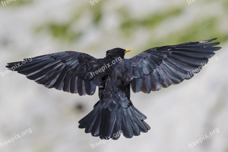 Chough Mountain Jackdaw Feather Free Photos