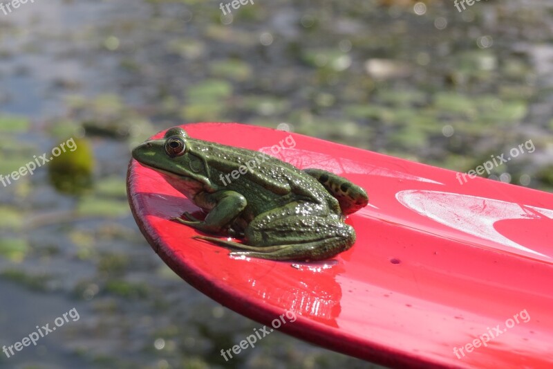 Green Frog Red Paddle Water Landscape Free Photos