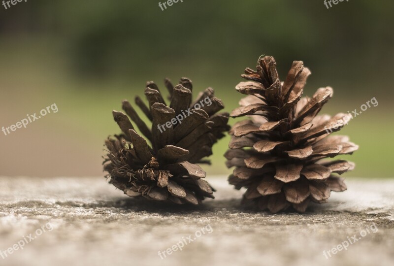 Pineapples Nature Beauty Exterior Field