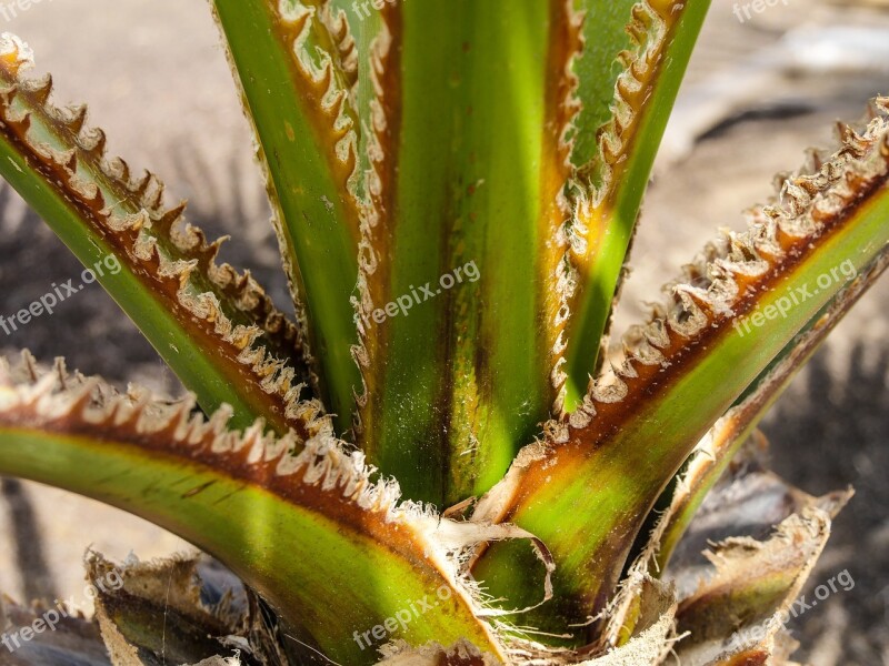 Cactus Agave Prickly Thorns Plant