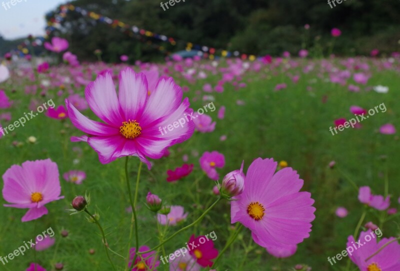 Cosmos Autumn Autumn Cherry Flowers 秋桜 Vineyard