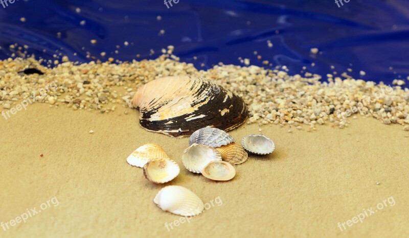 Beach Mussels Sand Coast Sea