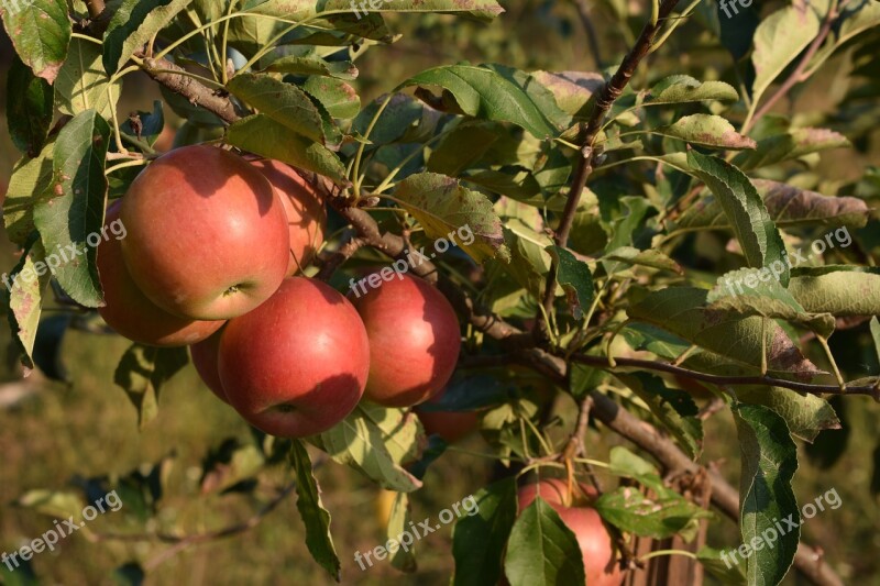 Apple Autumn Fruit Harvest Red