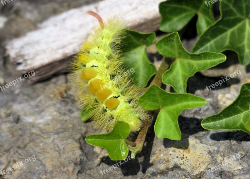 Caterpillar Book Track Walk Calliteara Pudibunda Book Red Tailed Track Walk