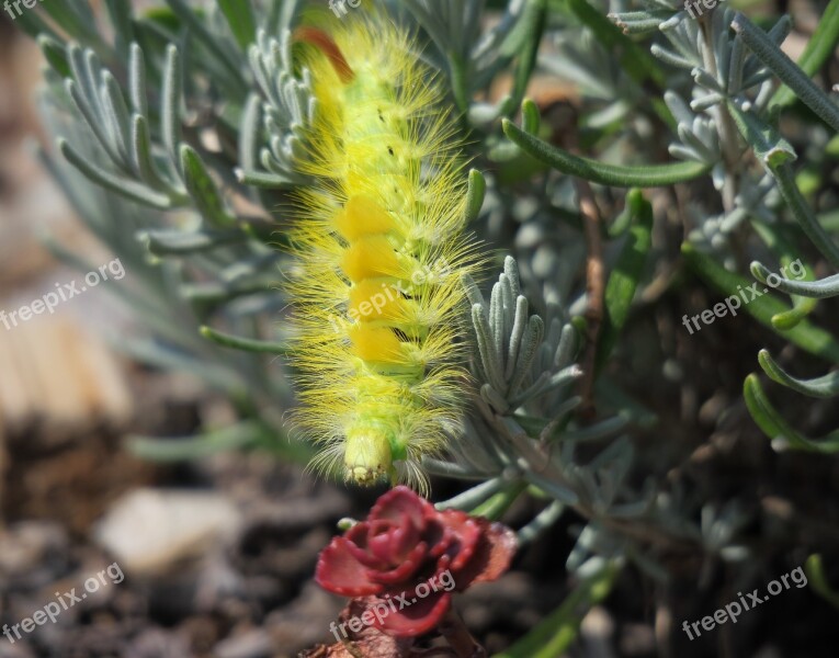 Caterpillar Book Track Walk Calliteara Pudibunda Book Red Tailed Track Walk