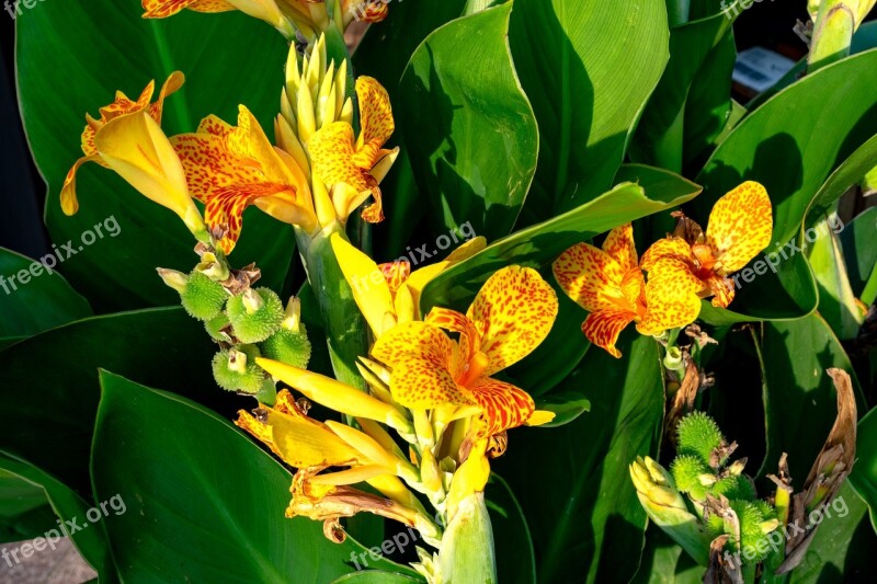 Yellow Canna Indian Flower Tube Nature Blossom