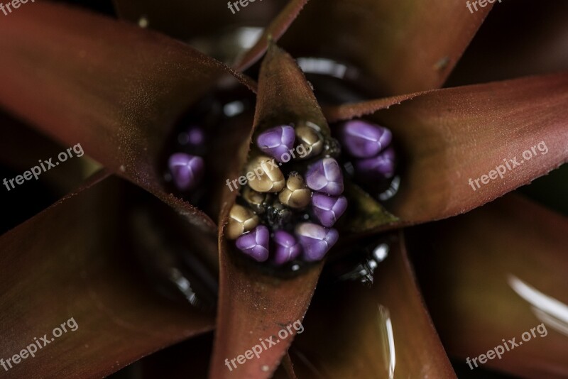 Flower Red Seeds Core Center