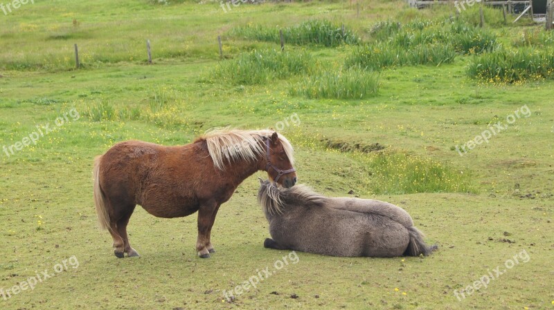 Shetland Pony Two Ponies Graze Rest Free Photos