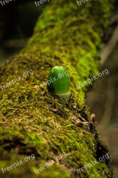 Green Acorn Oak Nature Tree