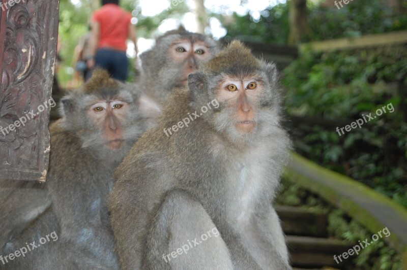 Bali Monkeys Monkey Family Free Photos