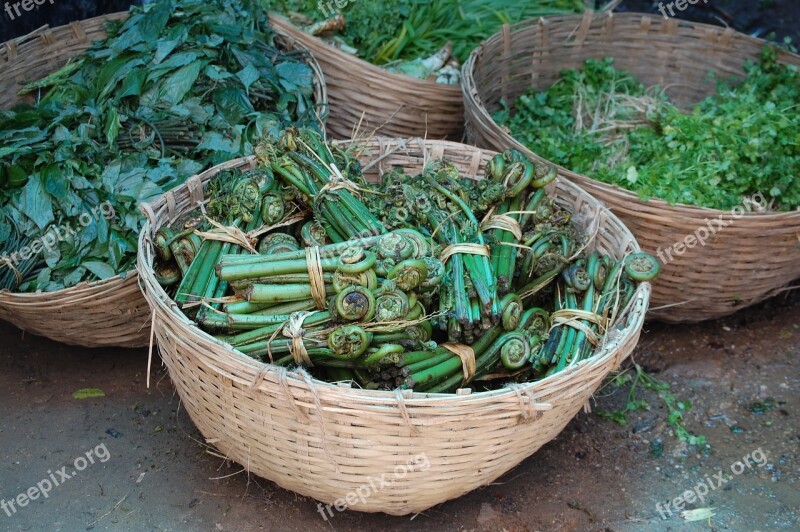 Bhutan Fiddlehead Ferns Organic Free Photos