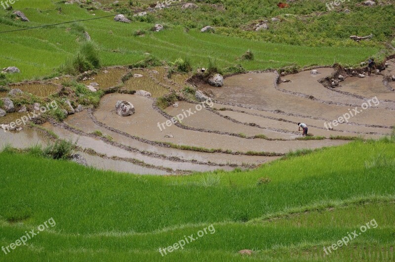 Bhutan Rice Paddy Asia Free Photos