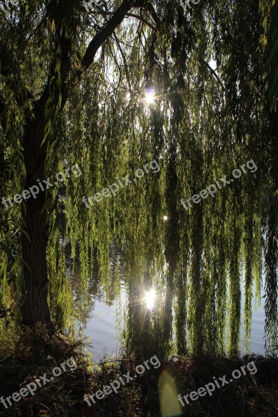 Willow Willow Tree Outdoors Nature Park