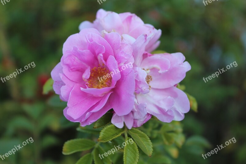 Tea Rose Rose Macro Pink Pink Flower