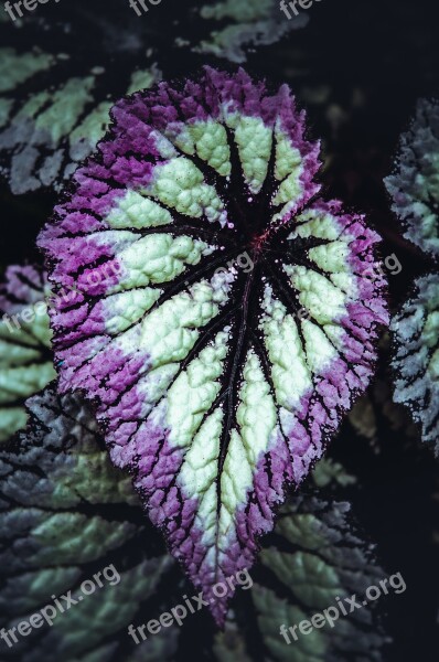 Begonia Leaf Plant Tropical Plant Houseplant