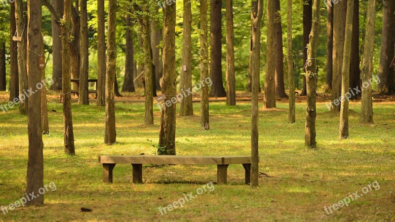 Namiseom Island Namiseom Island Recreation Area Tree Bench Forest