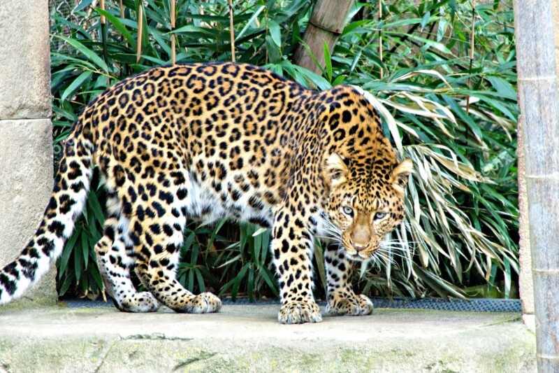 Leopard Zoo Feline Predator Free Photos