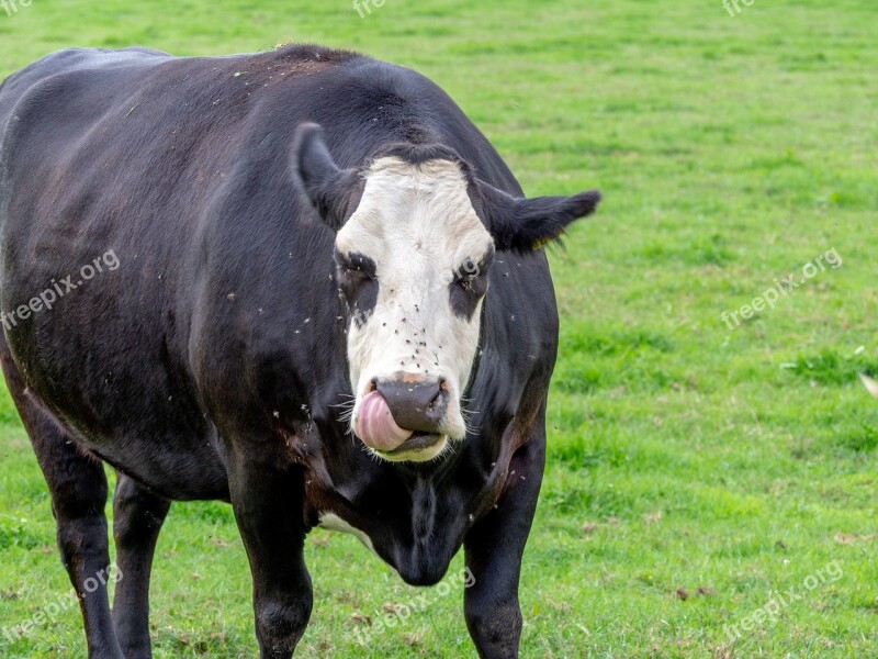 Cow Flies Black And White Cow Meadow Pasture