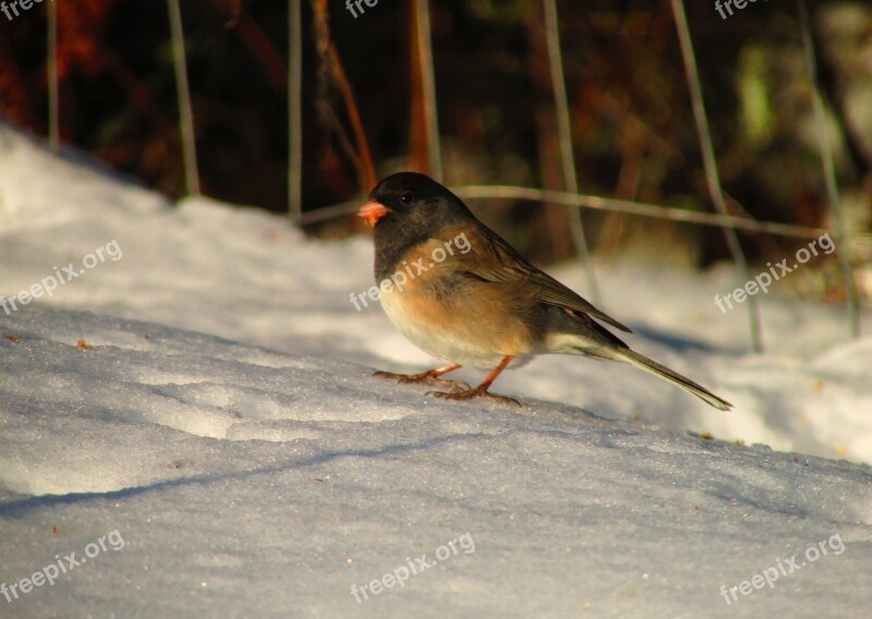 Junco Bird Snow Nature Dark-eyed