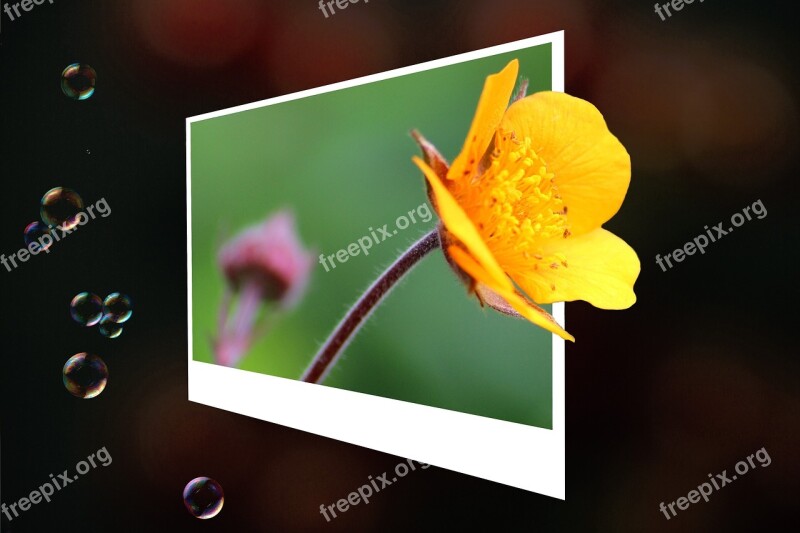 Photo Flower Yellow 3d Soap Bubbles