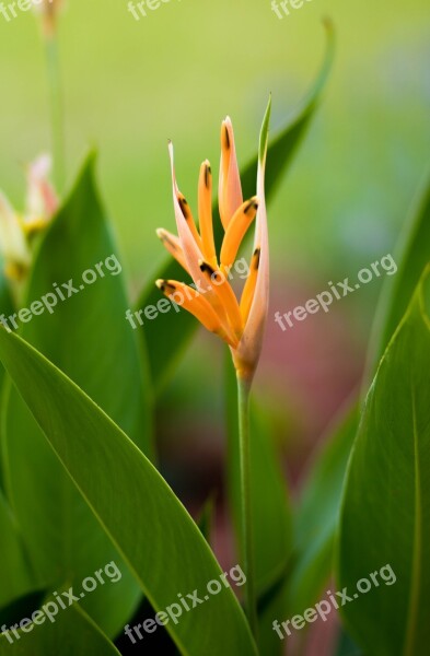 Yellow Flower Flower Nature Micro Free Photos