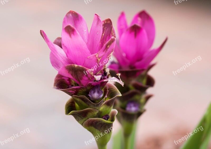 Curcuma Ginger Fuschia Nature Flower Beautiful