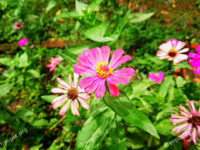 Flowers Flower The Pink Flowers Pink Flowers Free Photos