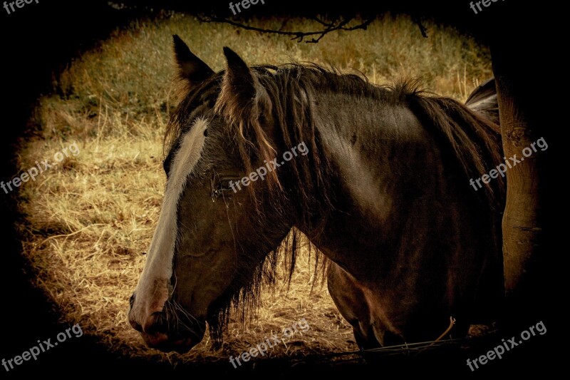 Horses Animals Stables Free Photos