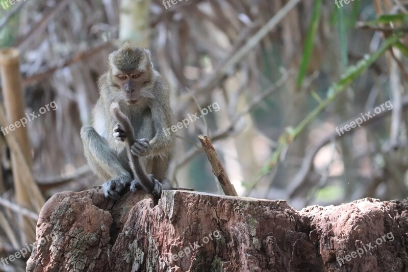 Forest Nature Wildlife Mammals Tropical