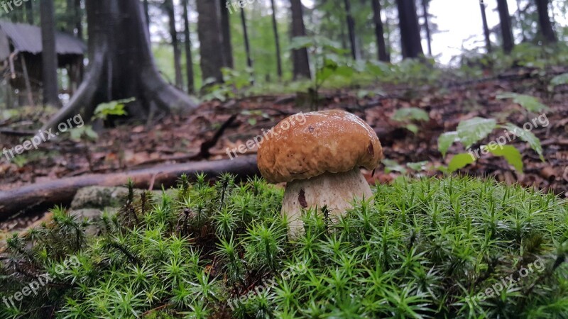 Mushroom Nature Autumn Forest Collect