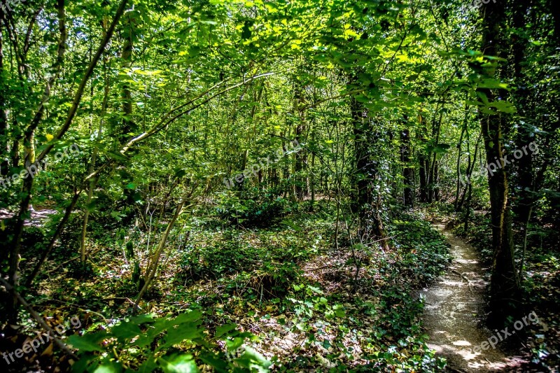 Forest Green Landscape Trees Nature