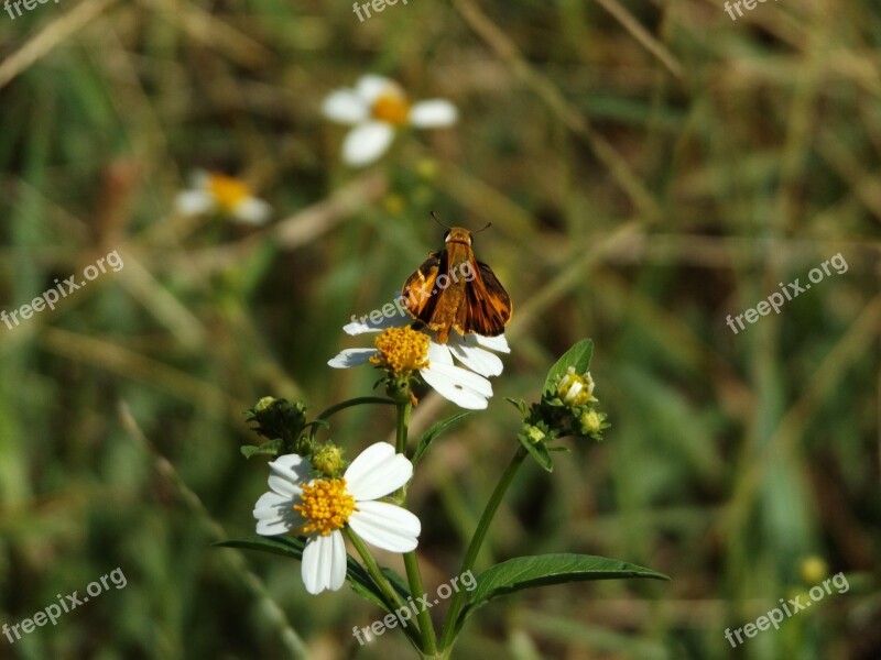 Flower Butterfly The Garden Free Photos