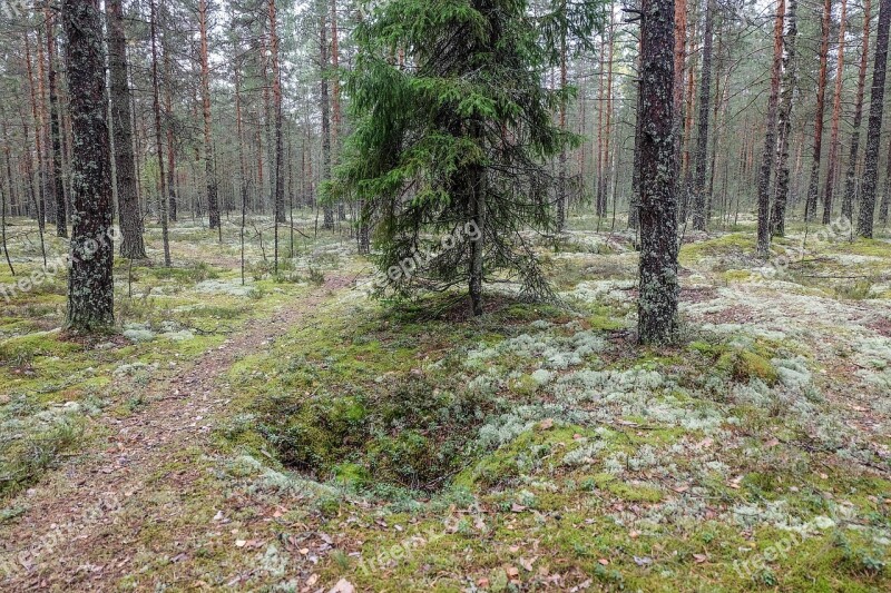 Forest Russia Beauty Leningradoblast Nature