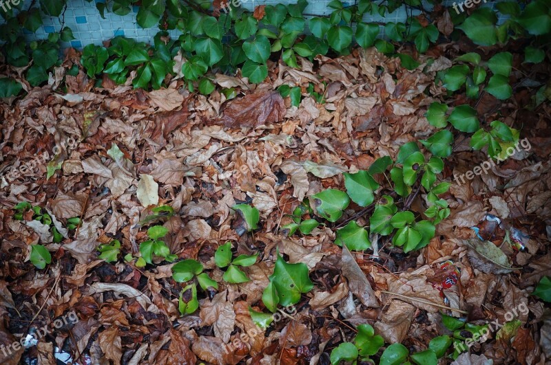 Autumn Green Leaf Dead Leaves Wither Free Photos