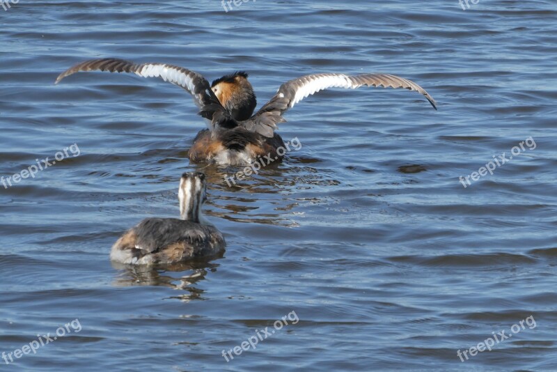 Great Crested Grebe With Young Boy Ditch Spring Breeding Season Waterfowl