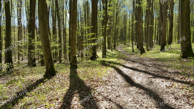 The Road In The Forest Forest Landscape Green Nature