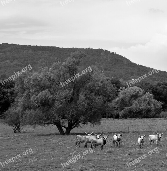 Black White Nature Animal Calm Mountains