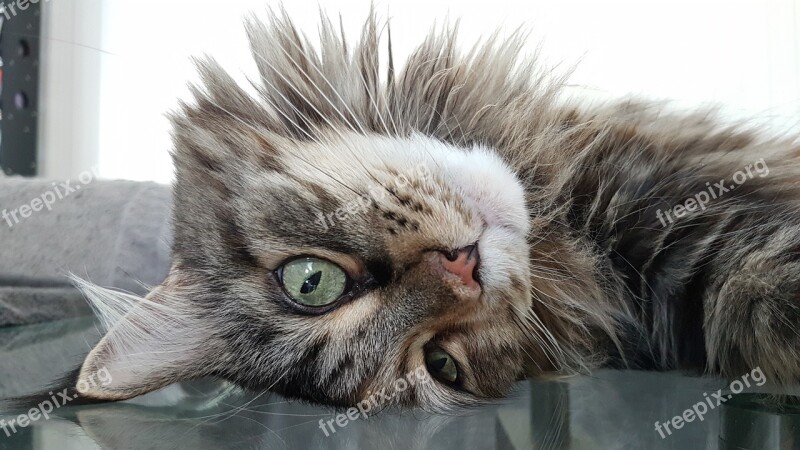 Cat Maine Coon Pet Cat Face Animals