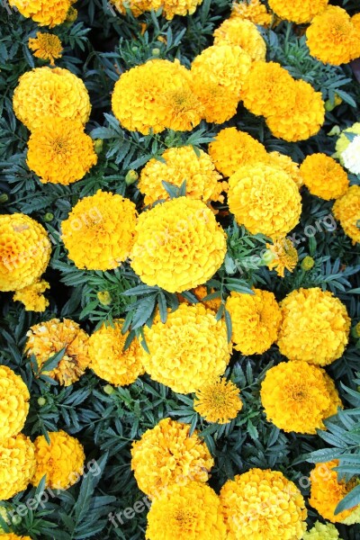 Marigold Plant Flowers Bloom Gardening