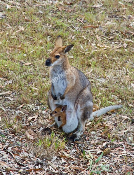 Kangaroo Wallaby Wildlife Australia Marsupial