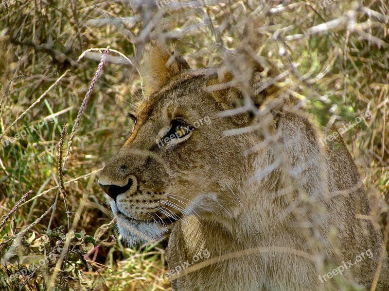 Lioness Safari Tanzania Africa Nature