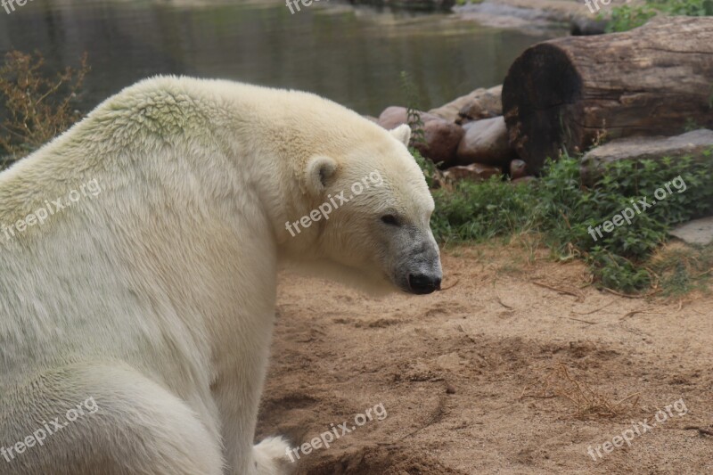 Polar Bear Zoo Animals Bear Animal World