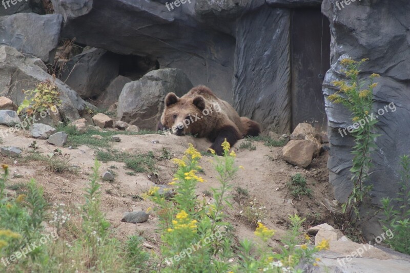 Bear Zoo Nature Brown Bear Wild Animal