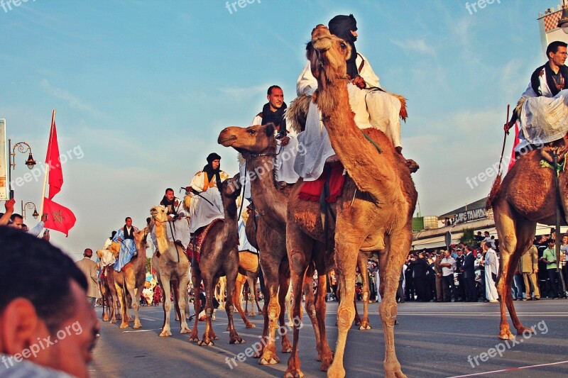 Sahara Camel Nature Africa Camels