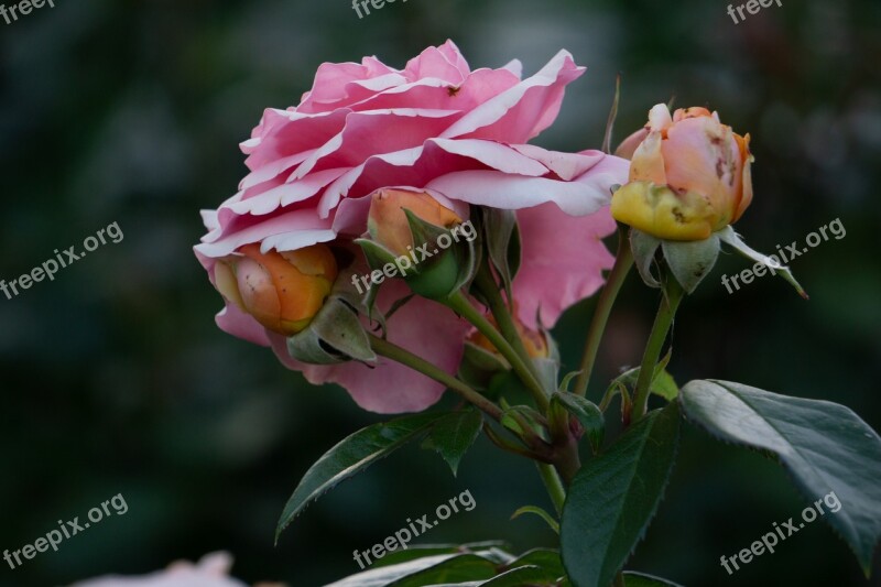 Rose Rosebud Bloom Flower Garden