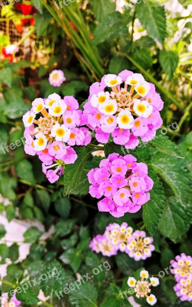 Lantana Cámara Nature Nepal Beauty