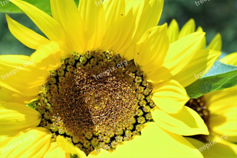 Sunflower Yellow Summer Flower Nature