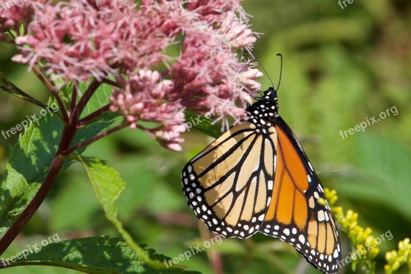 Butterfly Insects Flower Nature Colorful