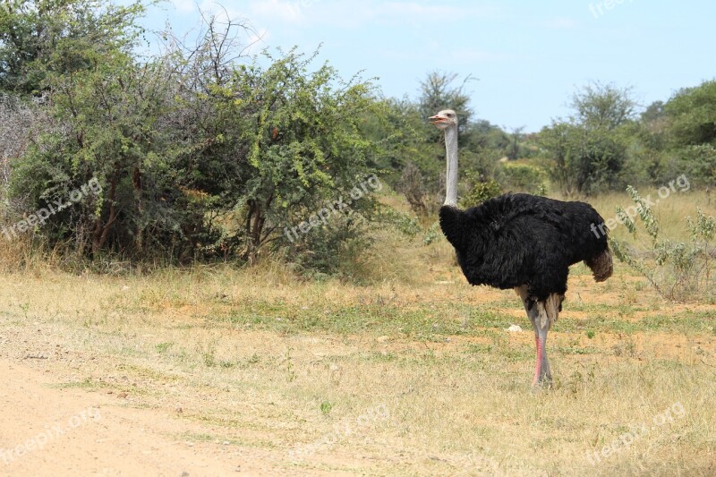 Africa Namibia Okavango Bouquet Animal