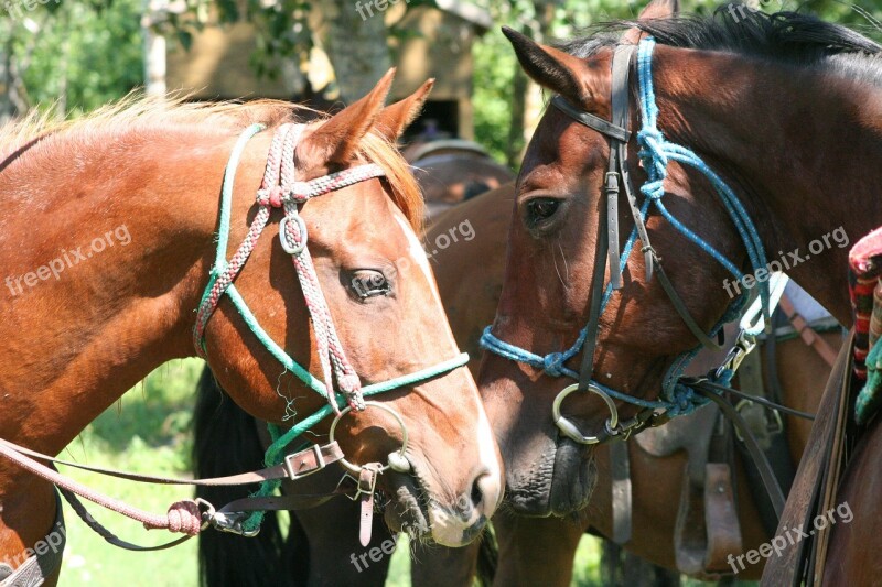 Horse Tack Lead Rope Free Photos